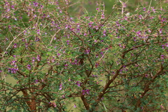 Ormocarpum trichocarpum