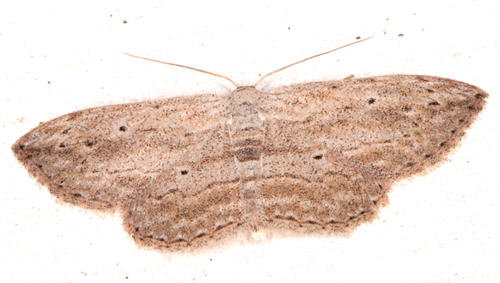 Scopula desita (Walker, 1861)