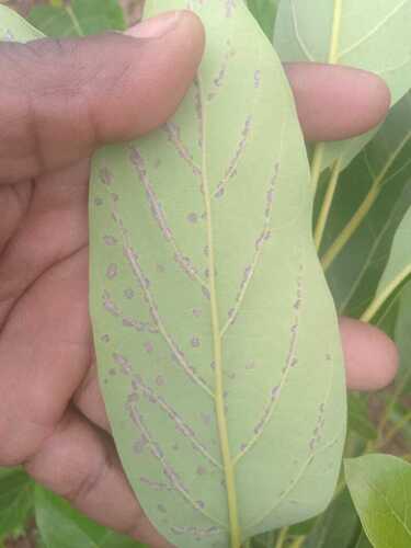 Persea Mite