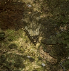 Barea bryochroa