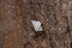 Nodilittorina pyramidalis