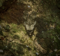 Barea bryochroa