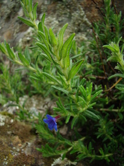 Glandora prostrata