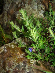 Glandora prostrata