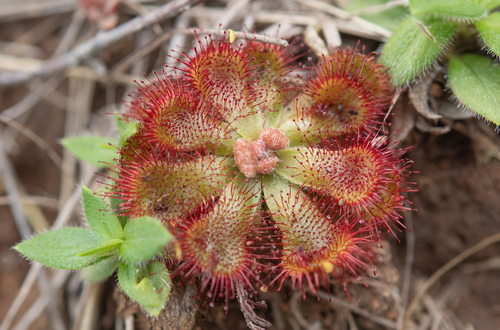 Natal Sundew (Drosera natalensis)