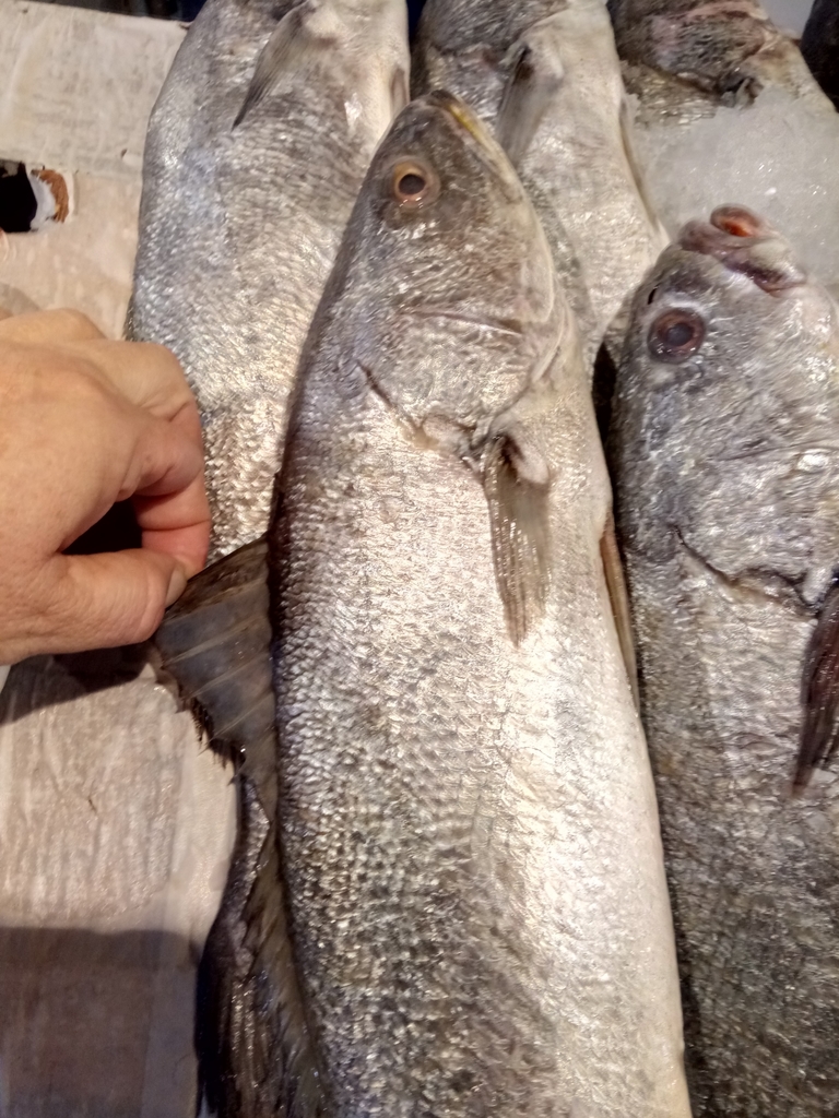 Sarıağız (Argyrosomus regius)