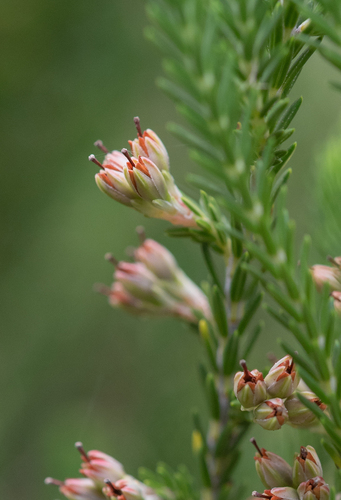 Mountain Heath (Erica afrorum)