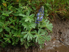 Lupinus micranthus