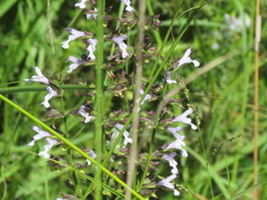 Salvia triangularis
