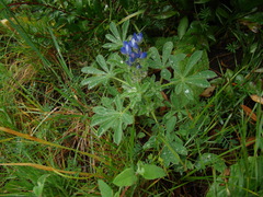 Lupinus micranthus