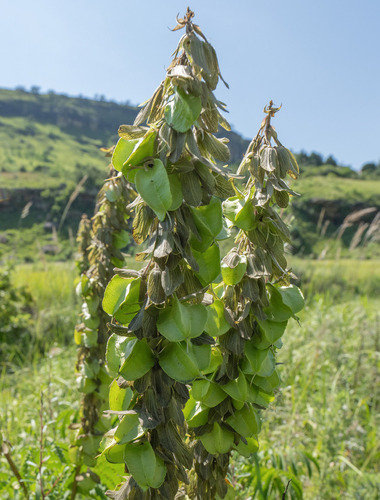 Drakensberg Honeyflower (Melianthus villosus)