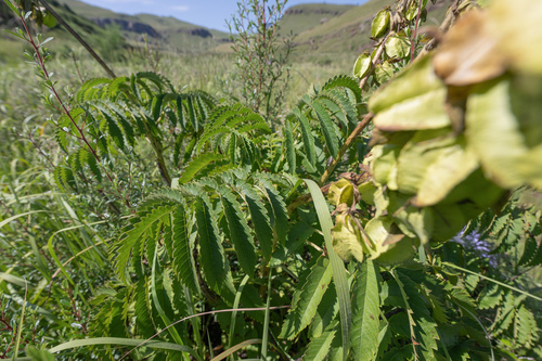 Melianthus villosus, photograph 2