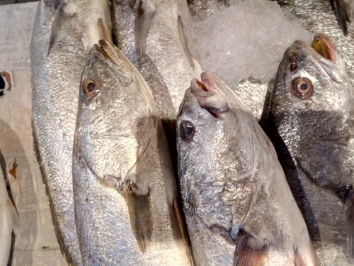 Photo of Meagre (Argyrosomus regius)