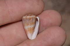 Conus aplustre