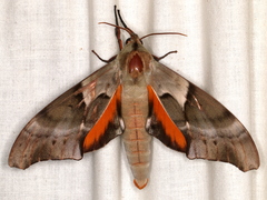 Coequosa australasiae