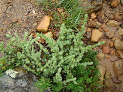 Thymelaea villosa