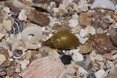 Phasianotrochus eximius