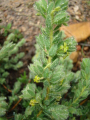 Thymelaea villosa
