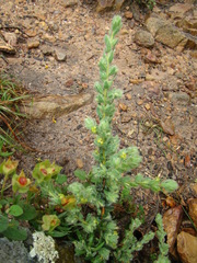 Thymelaea villosa