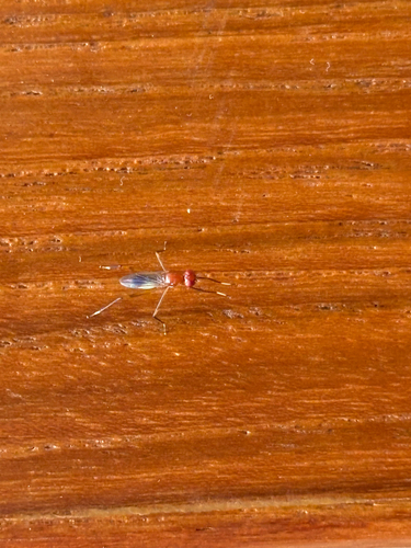 Unknown species found near Lake Wales, FL, US