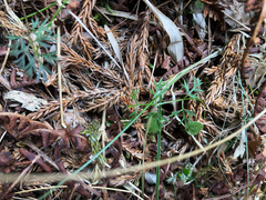 Chaerophyllum involucratum