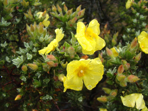 Woolly Rock Rose