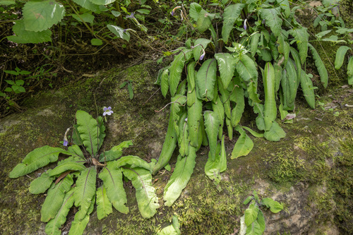 Streptocarpus gardenii, photograph 3
