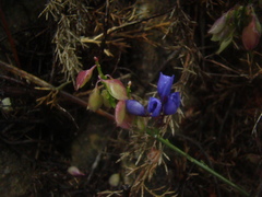 Polygala microphylla