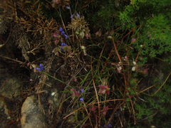 Polygala microphylla