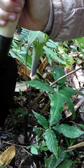 Arisaema formosanum