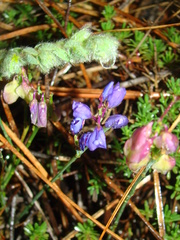 Polygala microphylla
