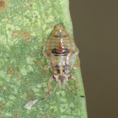 Thaumastocoris peregrinus