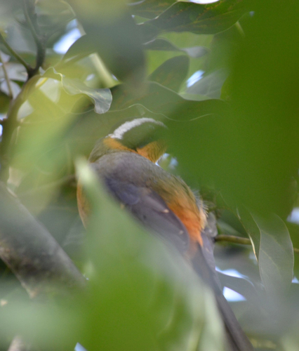 White-browed Robin-Chat