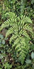 Diplazium laxifrons