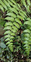Diplazium laxifrons