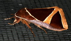 Agamana conjungens
