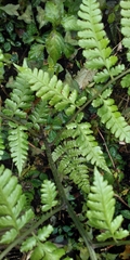 Diplazium laxifrons