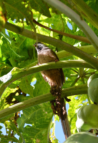Speckled Mousebird
