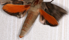 Coequosa australasiae
