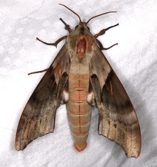 Coequosa australasiae