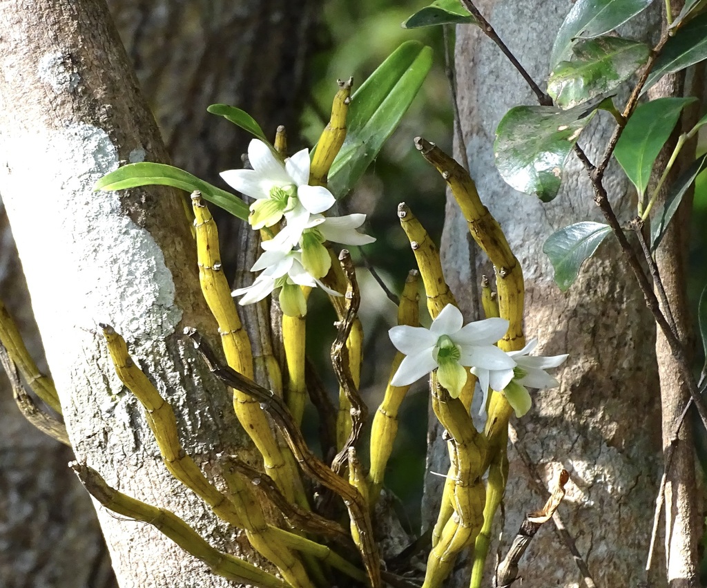 Dendrobium scabrilingue