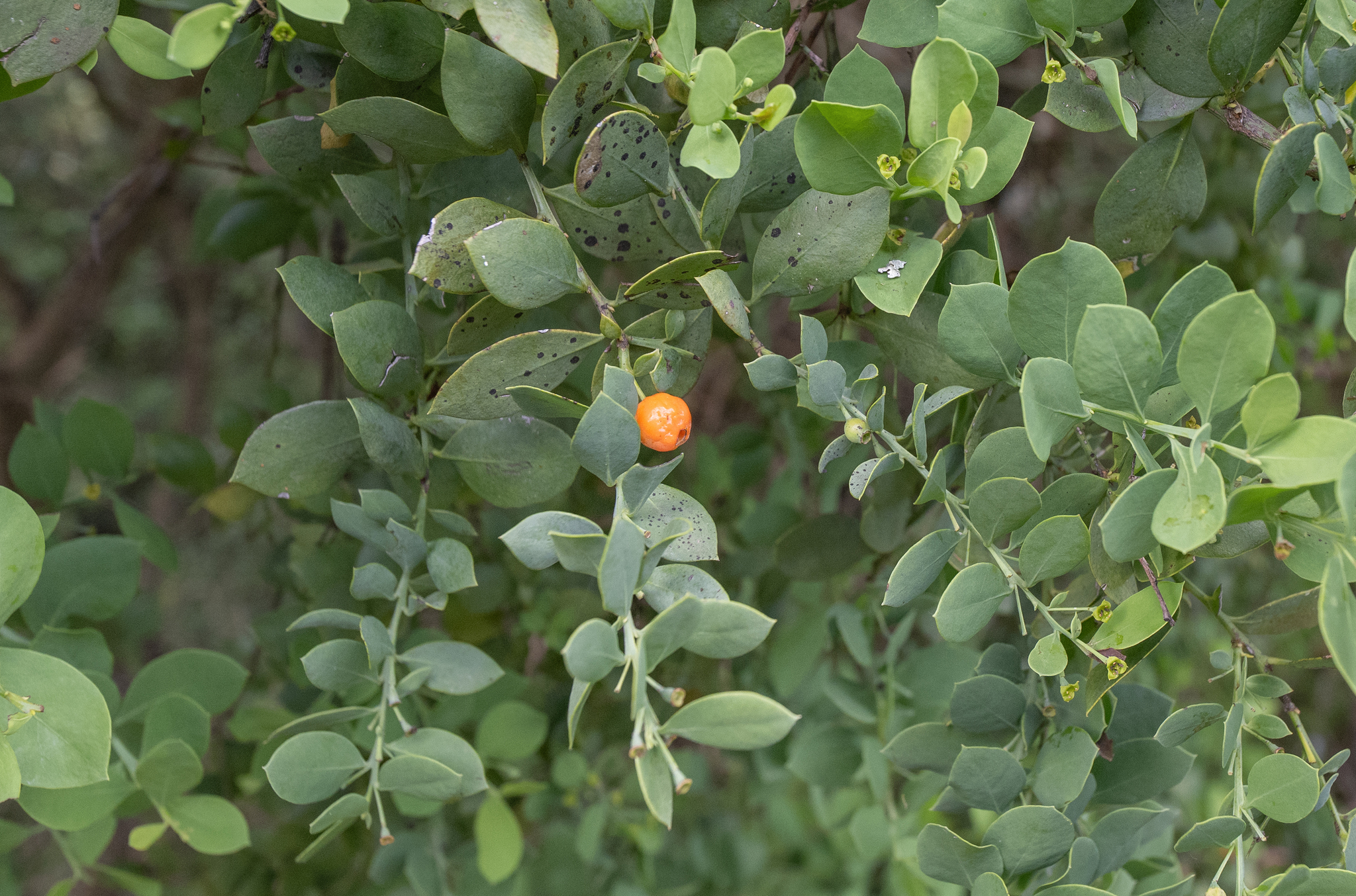 African Sandalwood (Osyris lanceolata)
