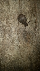 Ponderconcha murphyi