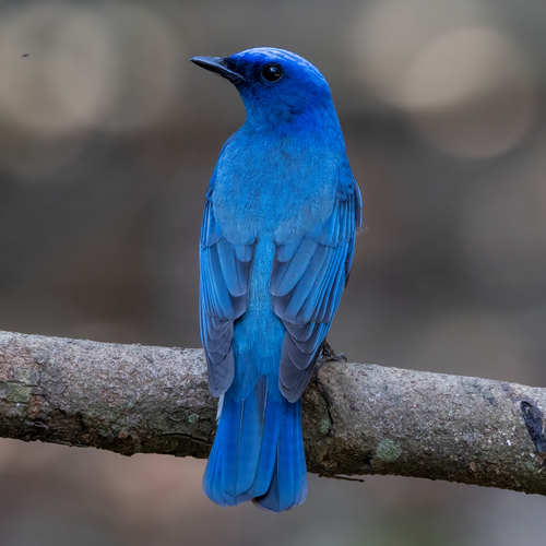 Zappey's Flycatcher (Cyanoptila cumatilis), photo 6
