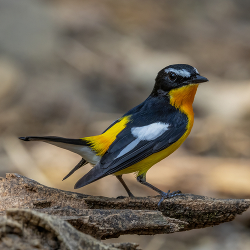 Yellow-rumped Flycatcher (Ficedula zanthopygia), photo 2