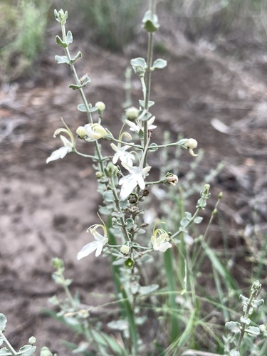 Grey Germander