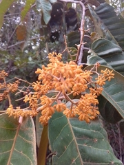 Virola sebifera