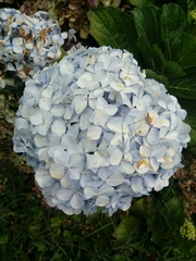 Hydrangea macrophylla