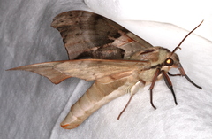 Coequosa australasiae