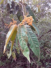 Virola sebifera